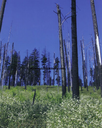 Photo of the Week: Natural Restoration